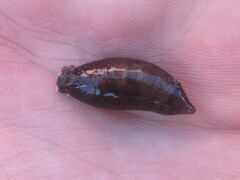 Polycheira rufescens