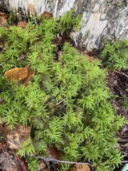 Hylocomium splendens