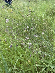 Arthropodium milleflorum