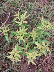 Croton bonplandianus