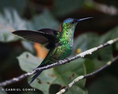Thalurania glaucopis