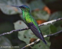 Thalurania glaucopis