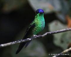 Thalurania glaucopis