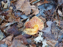 Hygrocybe punicea