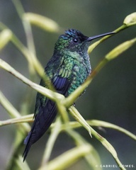 Thalurania glaucopis