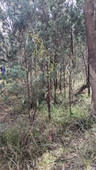 Acacia pycnantha