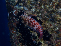 Cirrhitichthys oxycephalus