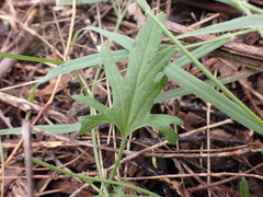 Convolvulus angustissimus
