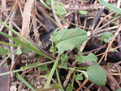 Convolvulus angustissimus