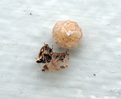 Cryptachaea meraukensis