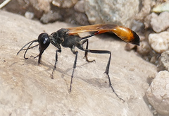 Ammophila placida