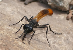 Ammophila placida