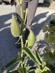 Asclepias erosa