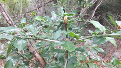 Hyperacanthus amoenus