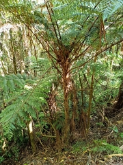 Alsophila leichhardtiana