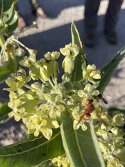 Asclepias erosa