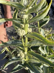Asclepias erosa