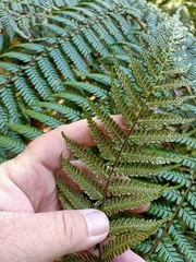 Alsophila leichhardtiana
