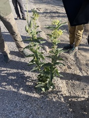 Asclepias erosa