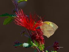 Abaeis mexicana