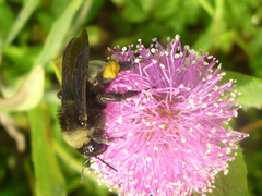 Bombus pensylvanicus image