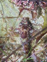 Oligocottus rubellio