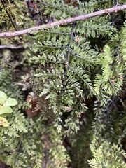 Hymenophyllum dentatum
