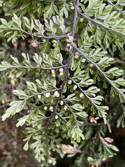 Hymenophyllum dentatum