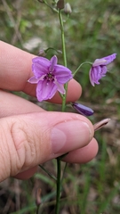 Arthropodium strictum