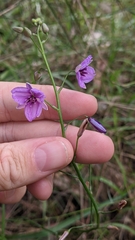 Arthropodium strictum