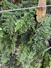 Hymenophyllum dentatum