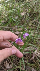 Arthropodium strictum