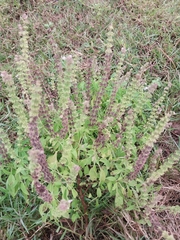 Ocimum tenuiflorum
