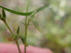 Cerastium glomeratum