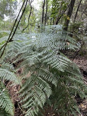 Lophosoria quadripinnata
