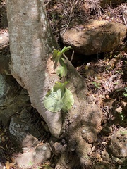 Platycerium superbum