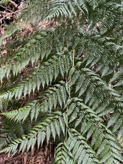 Lophosoria quadripinnata