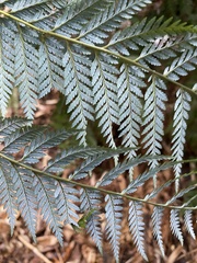 Lophosoria quadripinnata