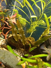 Cryptocoryne wendtii