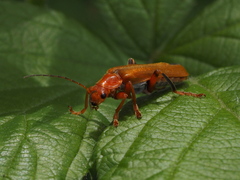 Cantharis