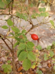 Rosa rubiginosa
