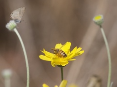 Apis mellifera