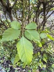 Causonis japonica