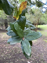 Eucryphia cordifolia