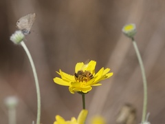 Apis mellifera