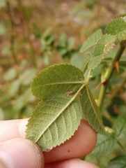 Rosa rubiginosa