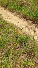 Rhyothemis graphiptera