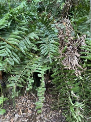 Blechnum chilense