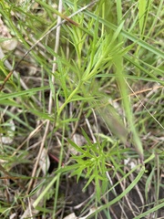 Haloragis heterophylla