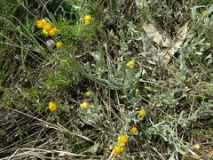 Chrysocephalum